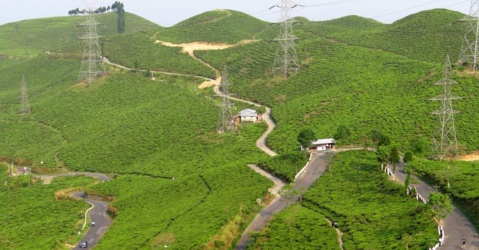 Darjeeling Tea Gardens 