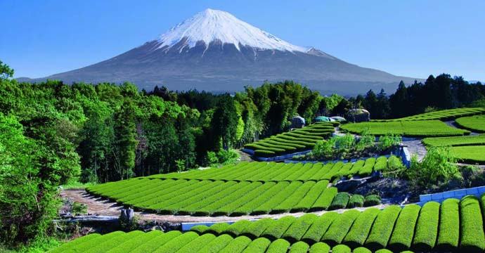 Tea Garden near Mt. Fuji, Japan  And they smell just as good as they look. Around Fujinomiya people have them for their front lawns.