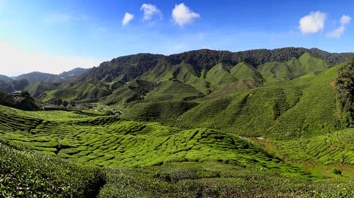 The Cameron Highlands is one of Malaysia’s most extensive hill stations.